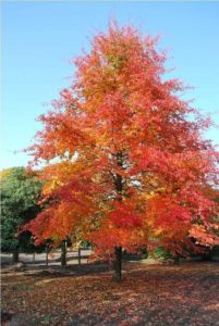 Bomen