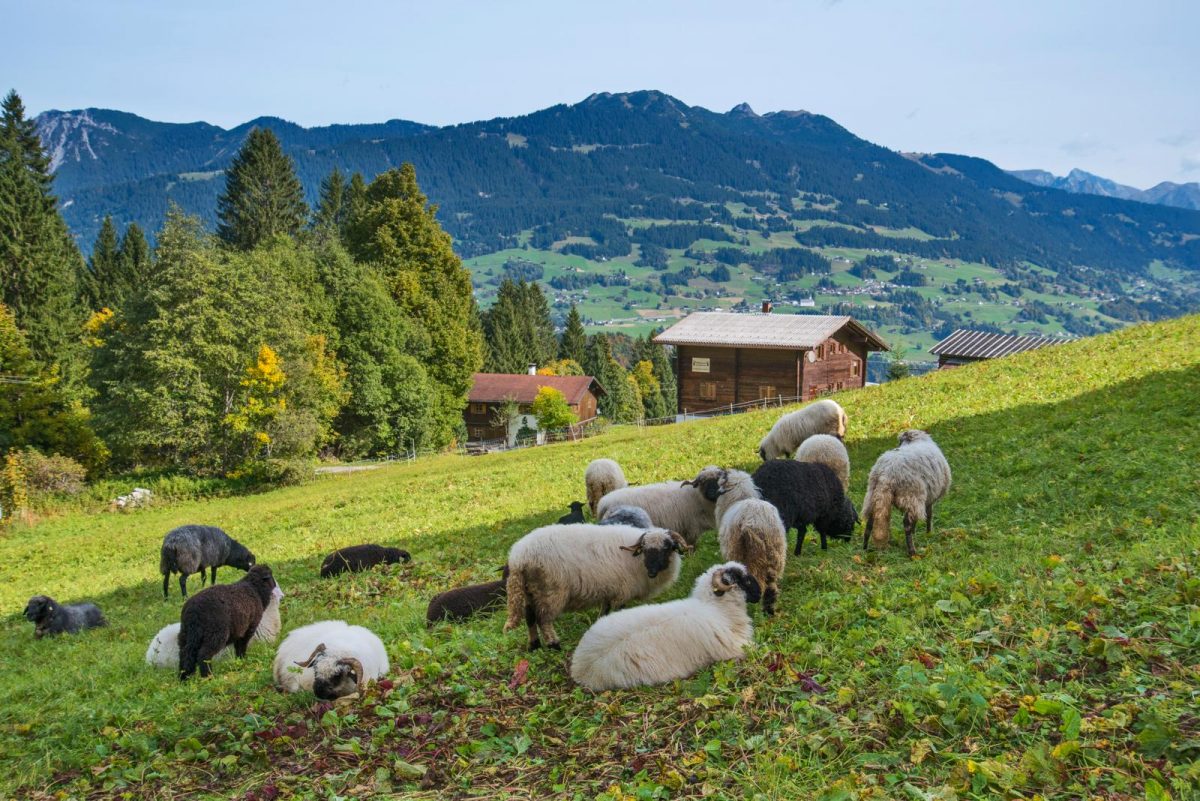 Montafoner Hüttenrunde