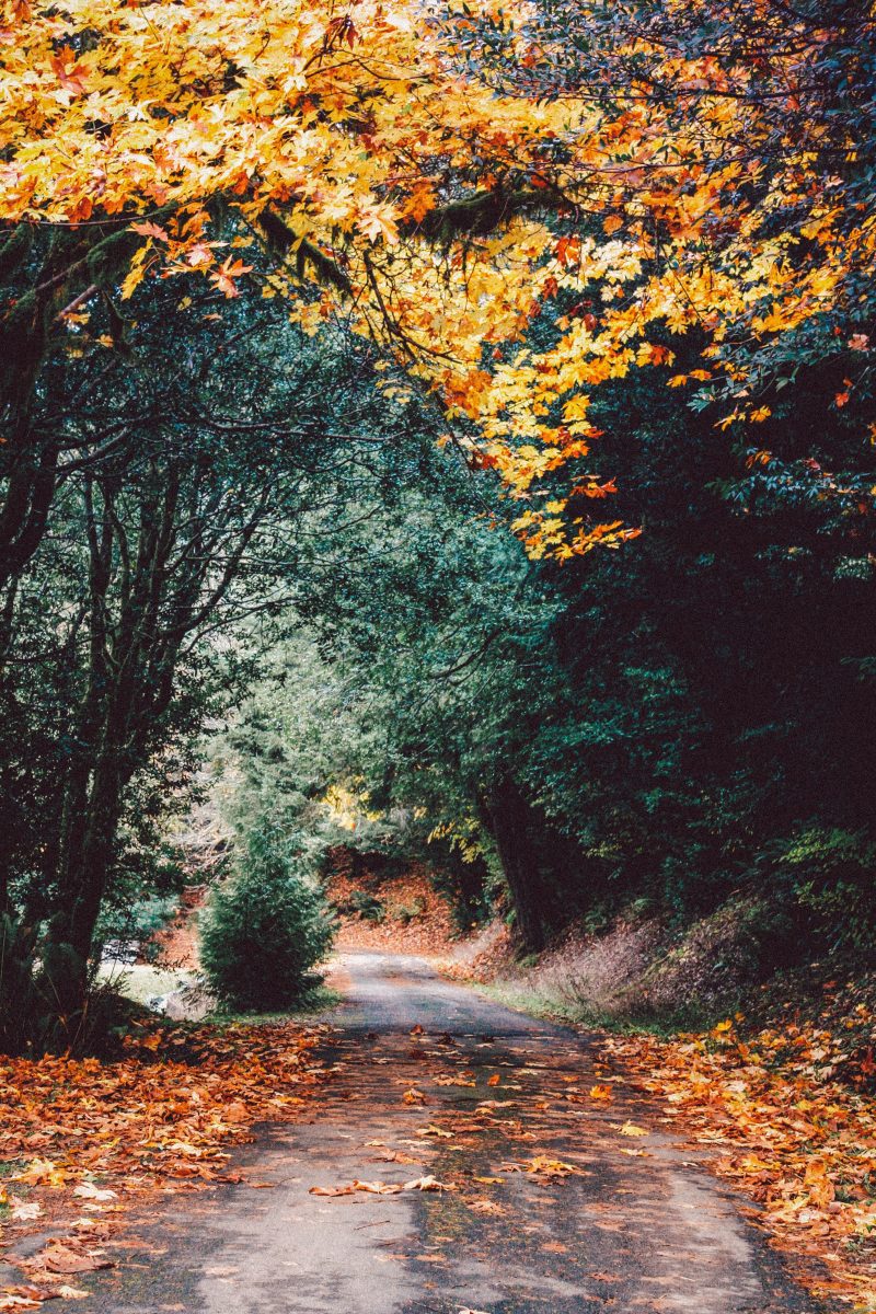 herfstfoto's