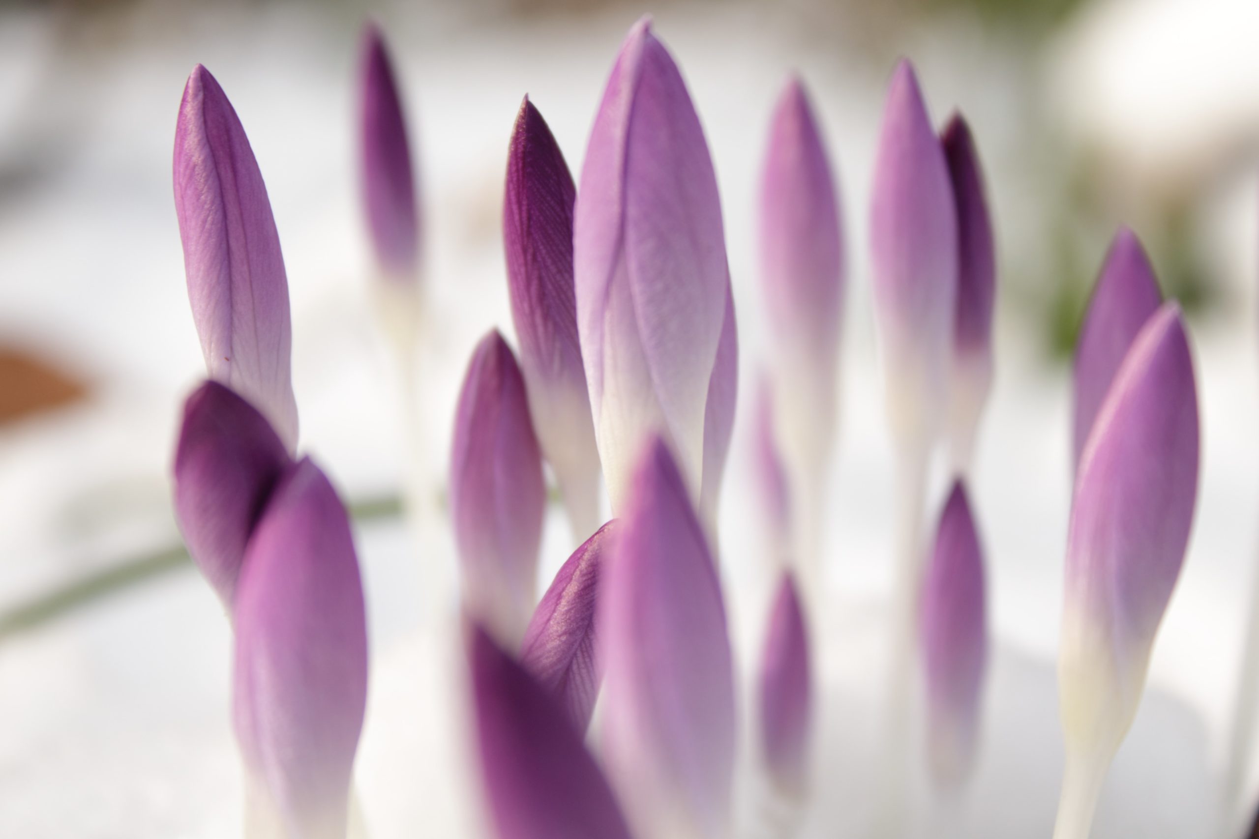 voorjaarsbloemen