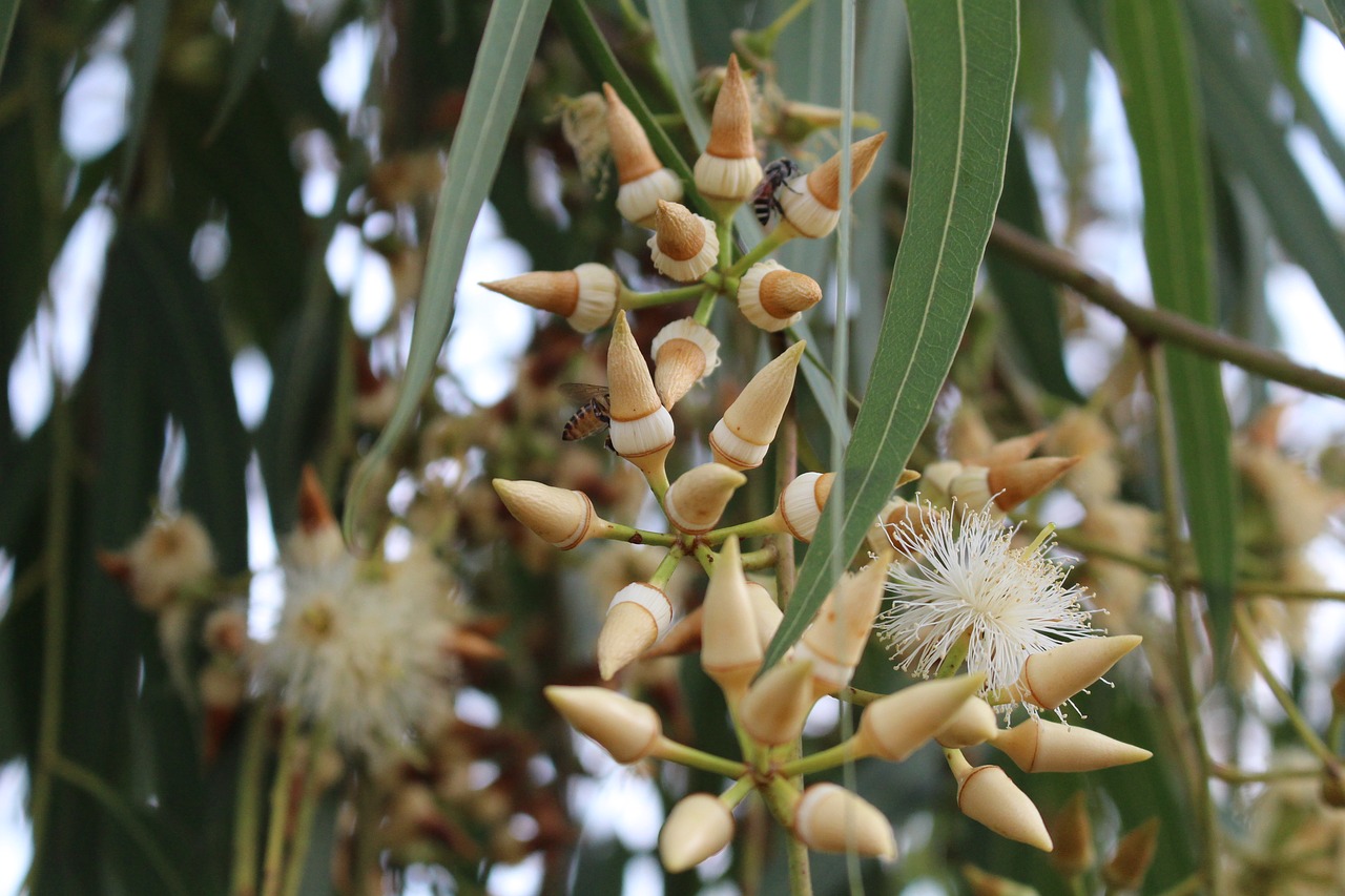 eucalyptus bloem