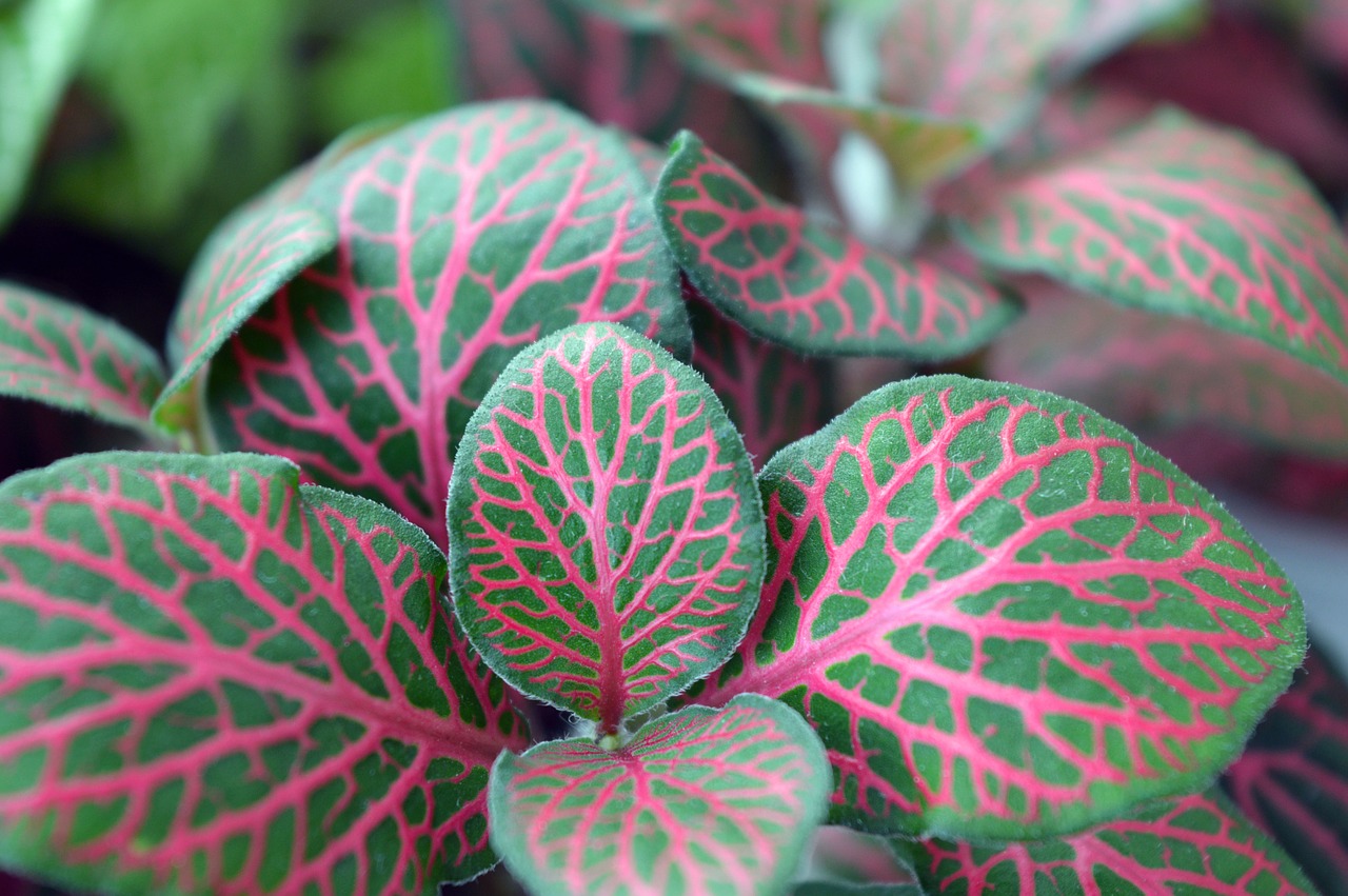 fittonia