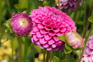 Dahlia