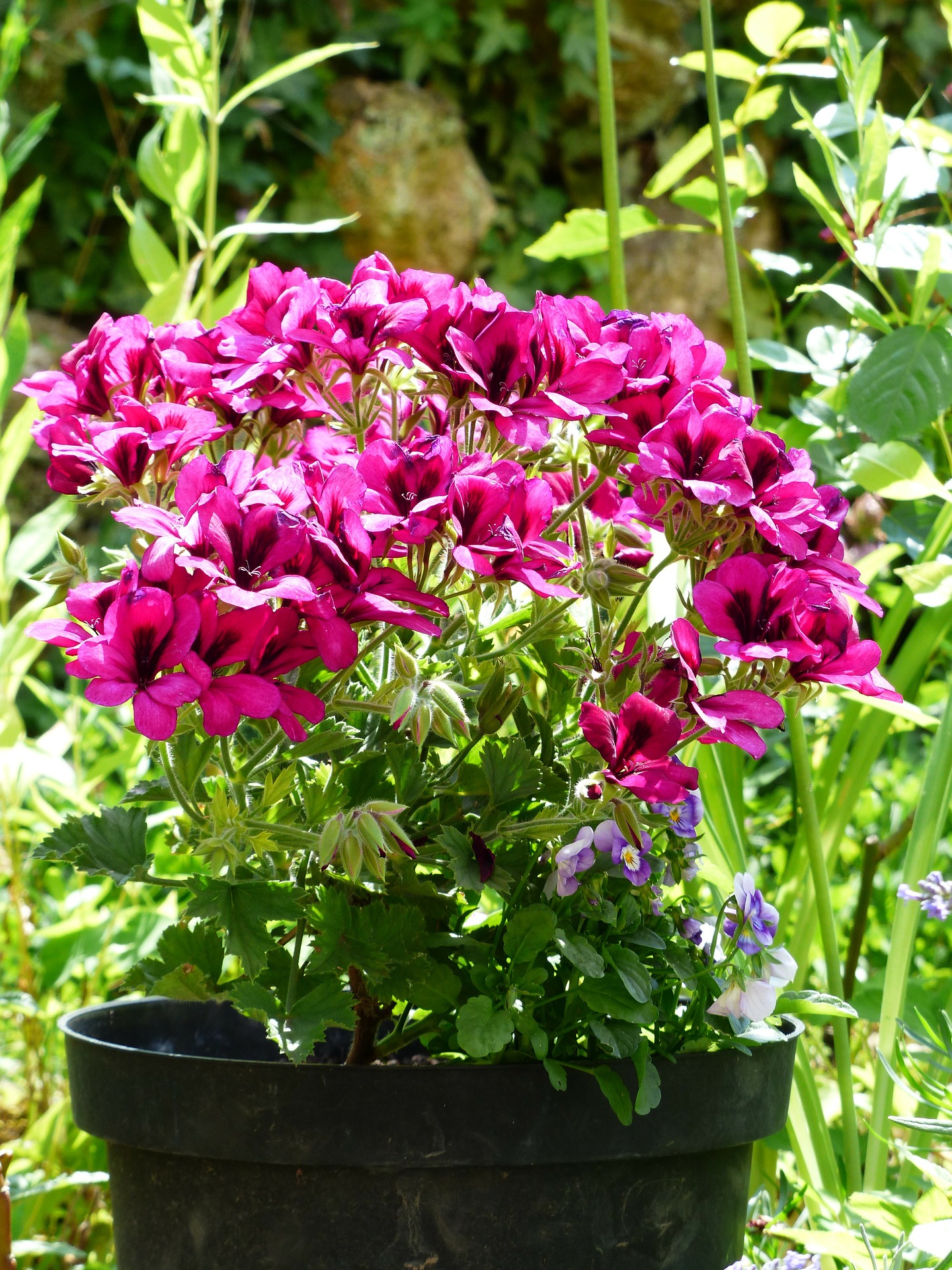 geraniums