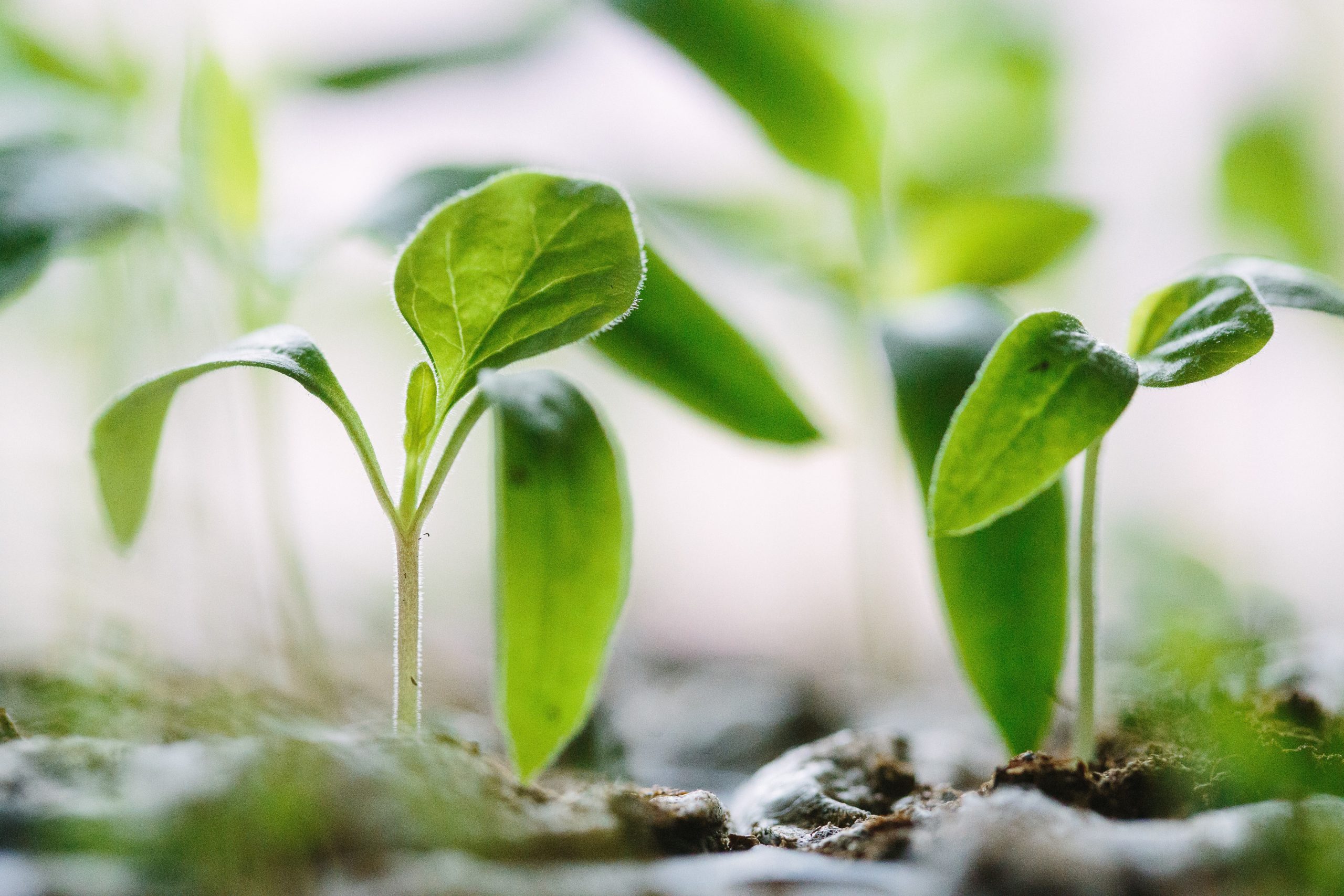 moestuinieren, april zaaien groente en kruiden