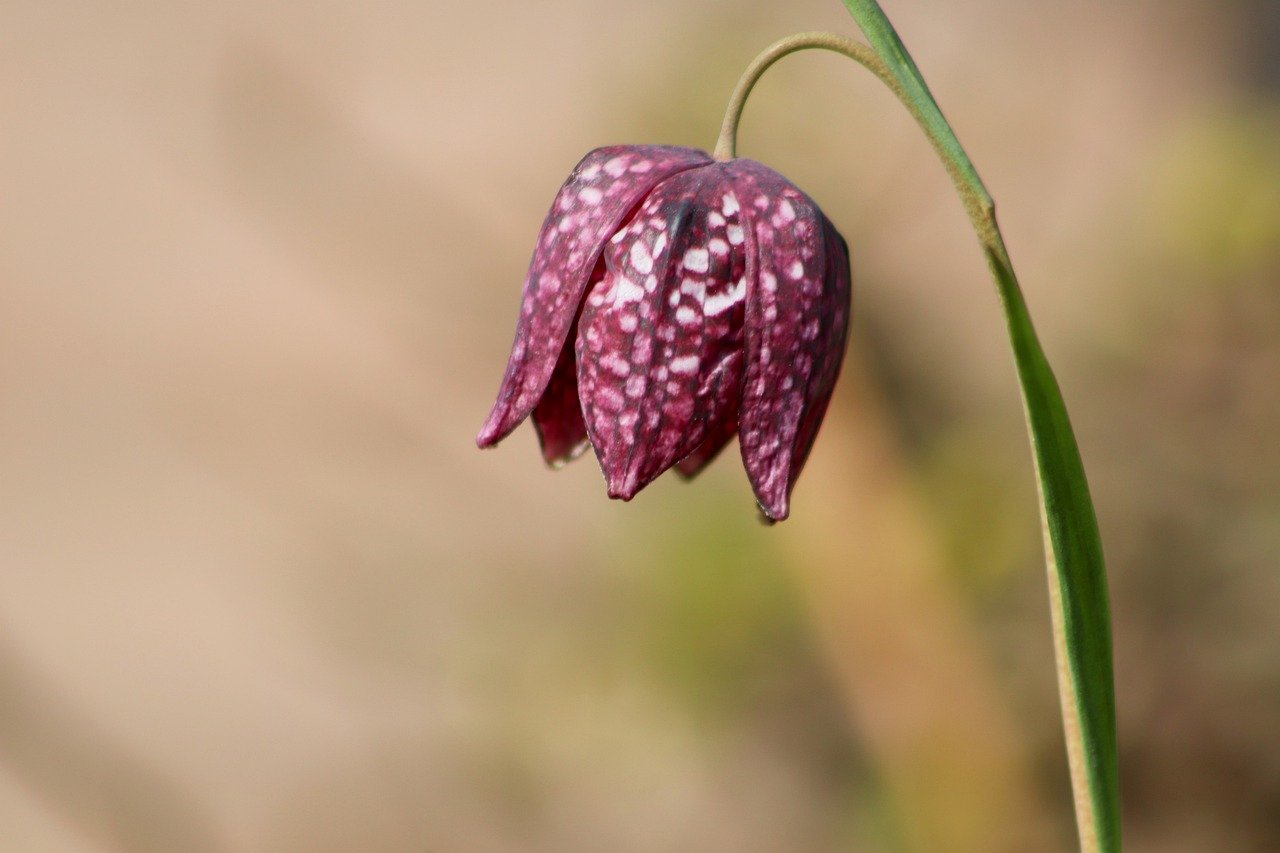 fritillaria