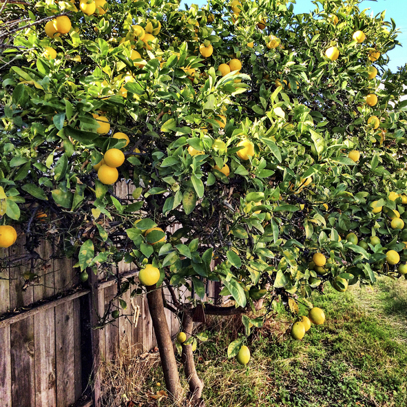 fruitbomen - citroenboom tegen houten schutting - iStock