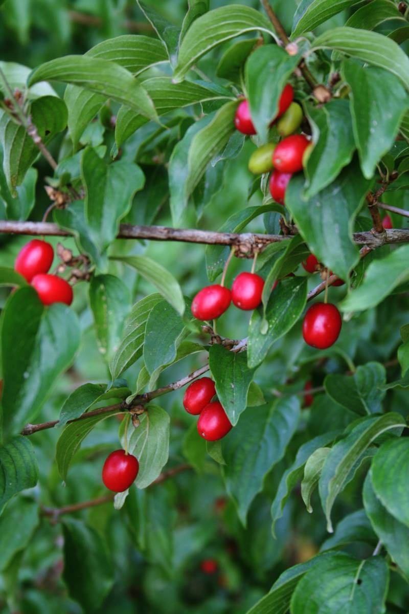 fruitbomen - gele kornoelje - iStock