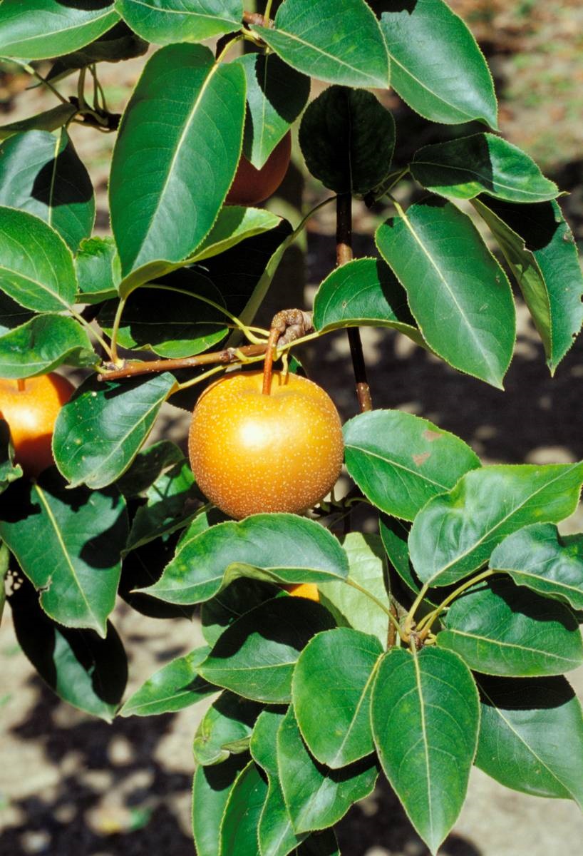 fruitbomen - nashipeer - iStock