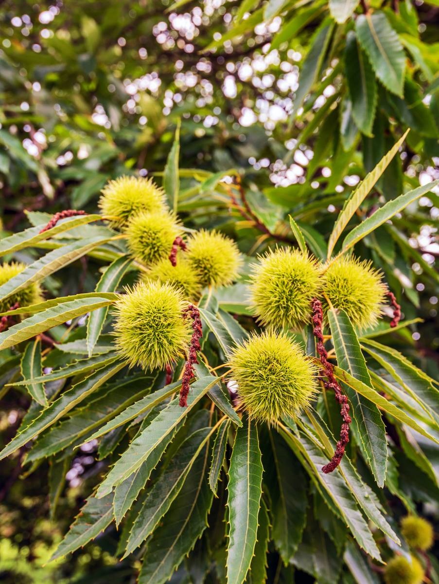 fruitbomen - tamme kastanje - iStock