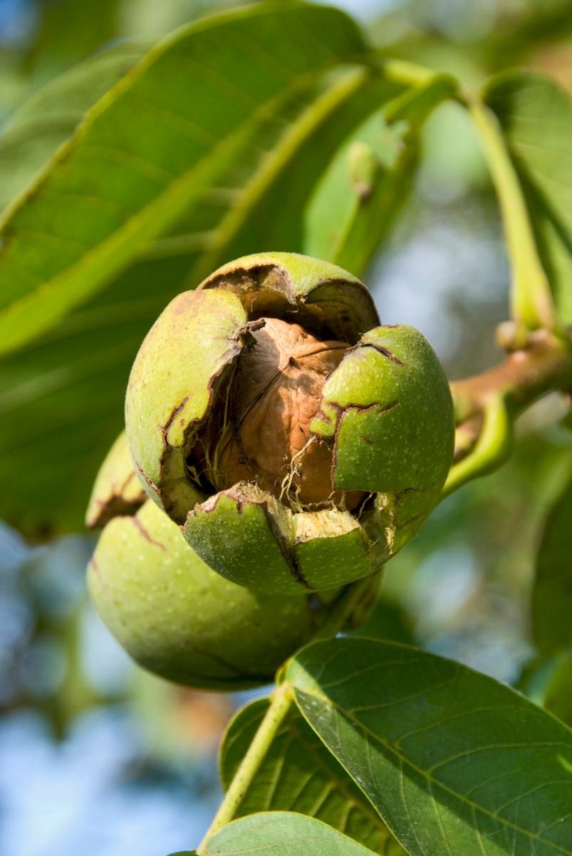 fruitbomen - walnoot - iStock