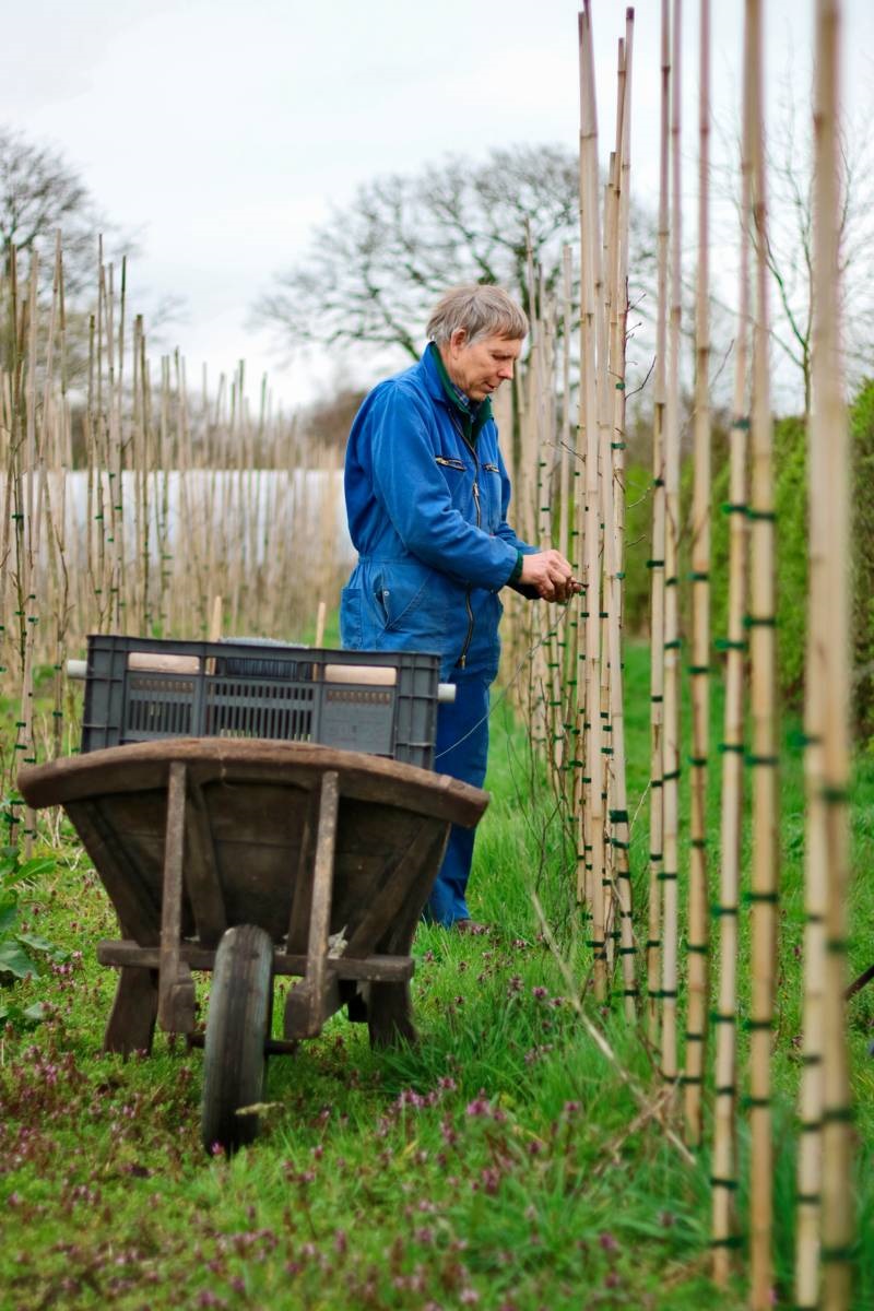 fruitboomkwekerij de Baggelhof - tuinadressen- historische fruitboomrassen