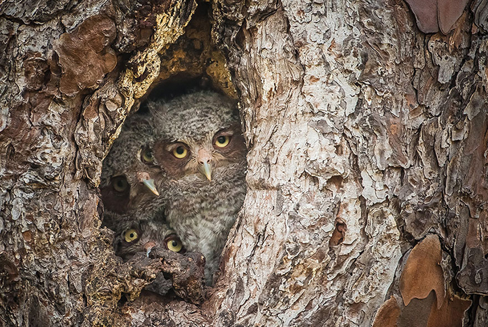 funny-animal-pictures-comedy-wildlife-photography-awards-22__880