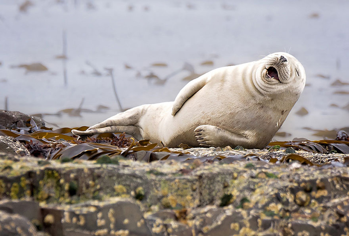 funny-animal-pictures-comedy-wildlife-photography-awards-23__880
