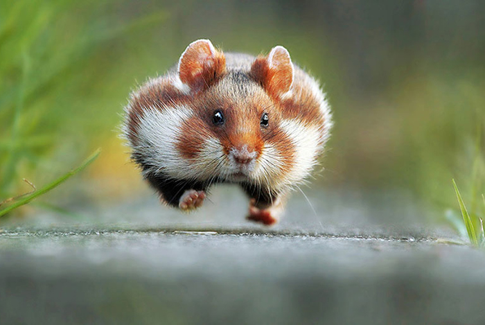 funny-animal-pictures-comedy-wildlife-photography-awards-28__880