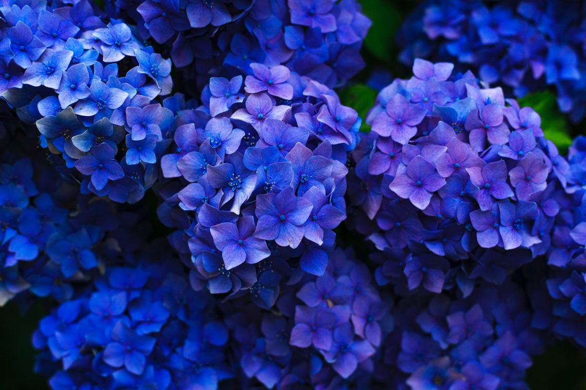 hortensia biologisch blauw