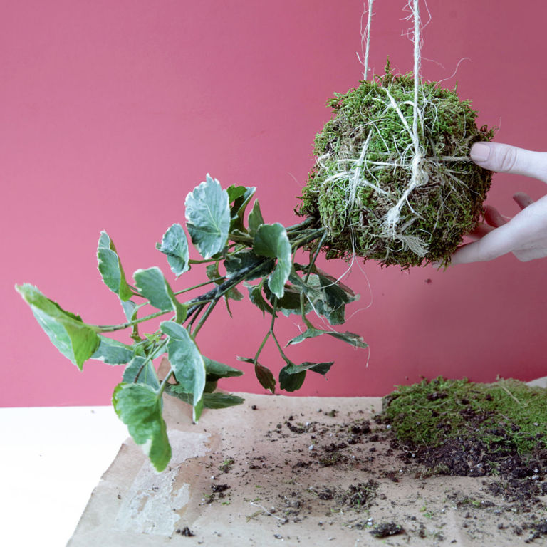 kokedama