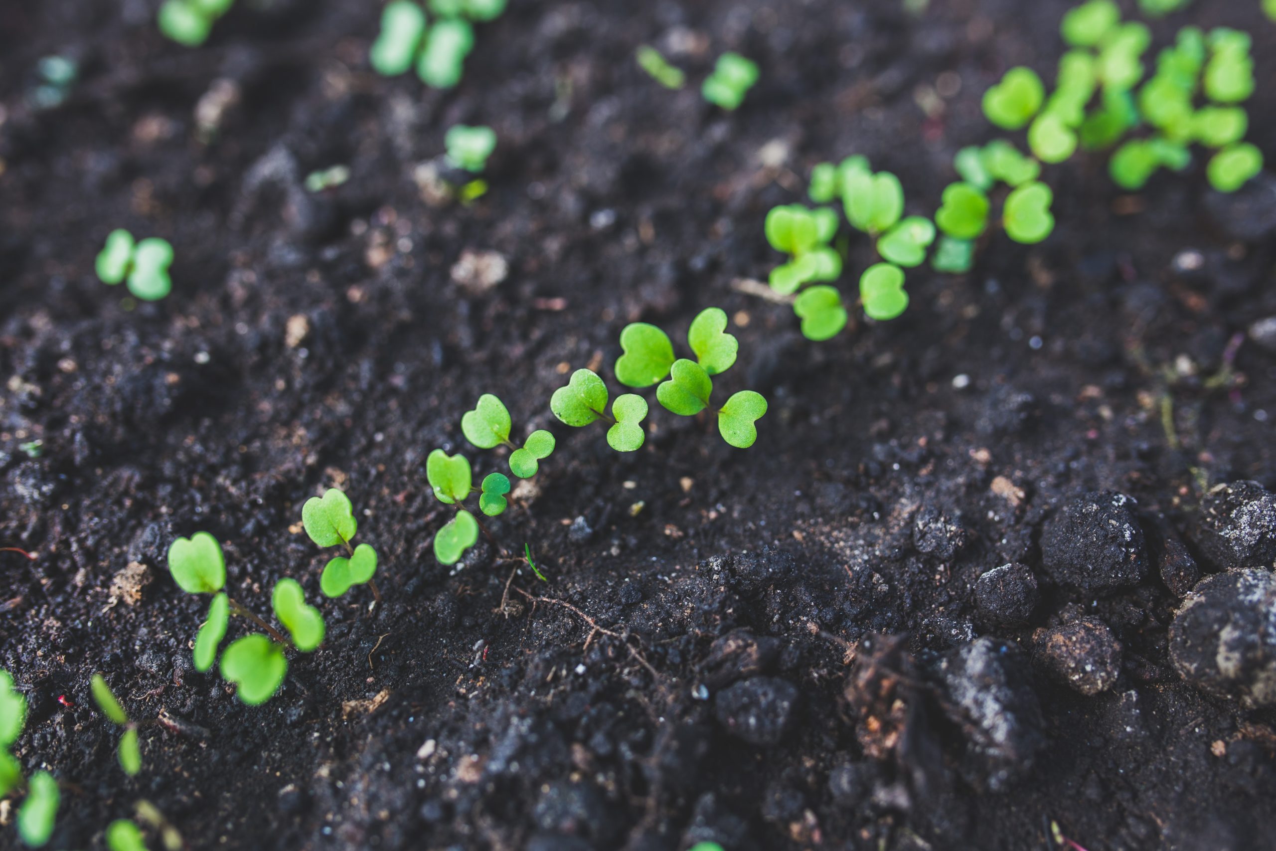 Start Gardener's World seizoen 2020