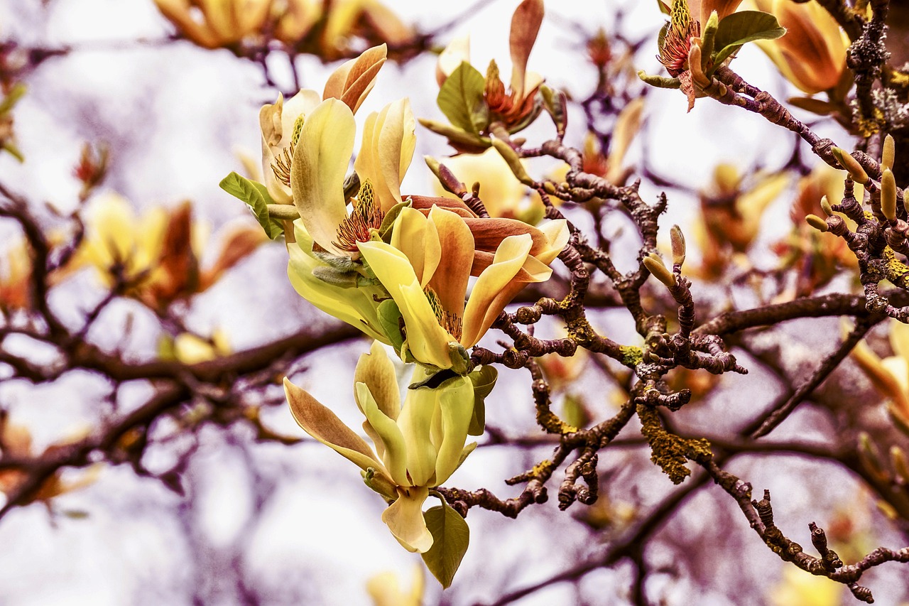 gele magnolia