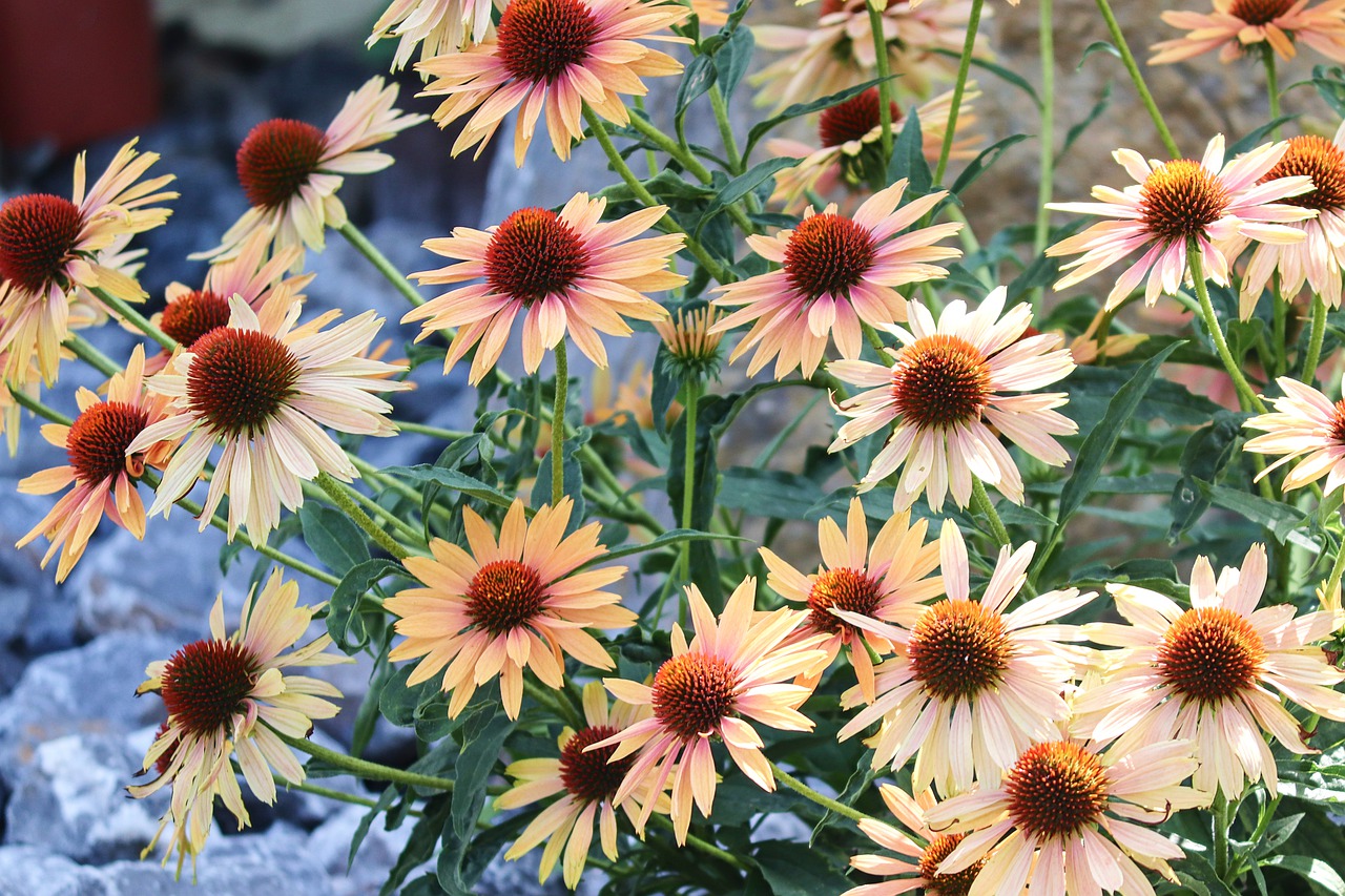 gele zonnehoed echinacea