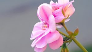 geranium