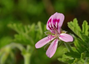 geranium