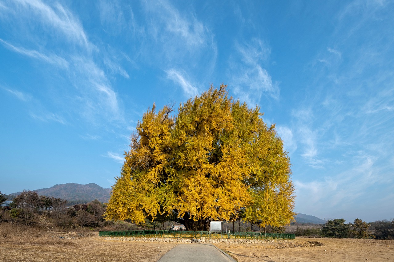 Ginkgo biloba