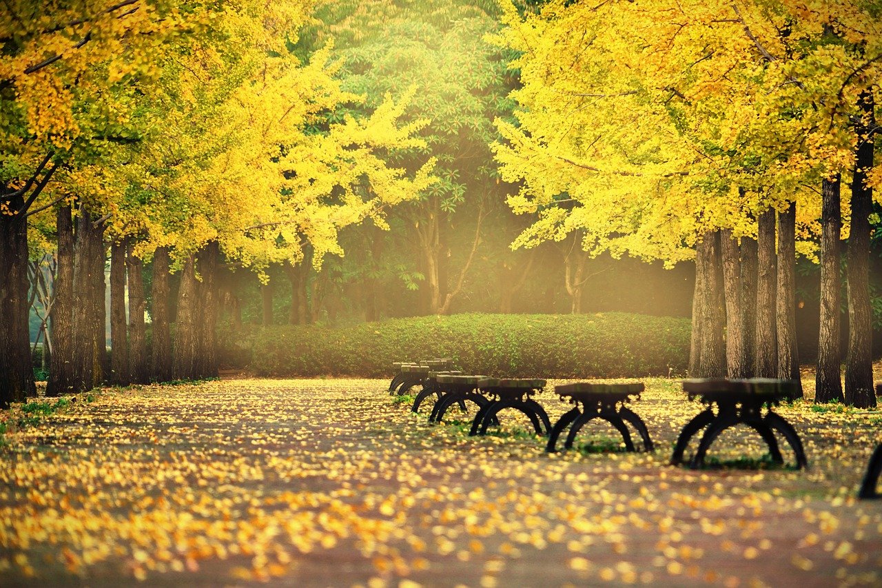 Ginkgo biloba
