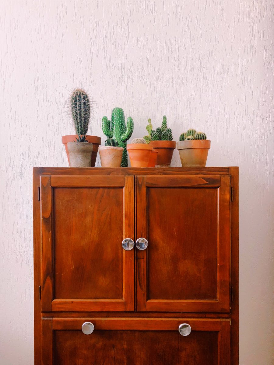 Cactus