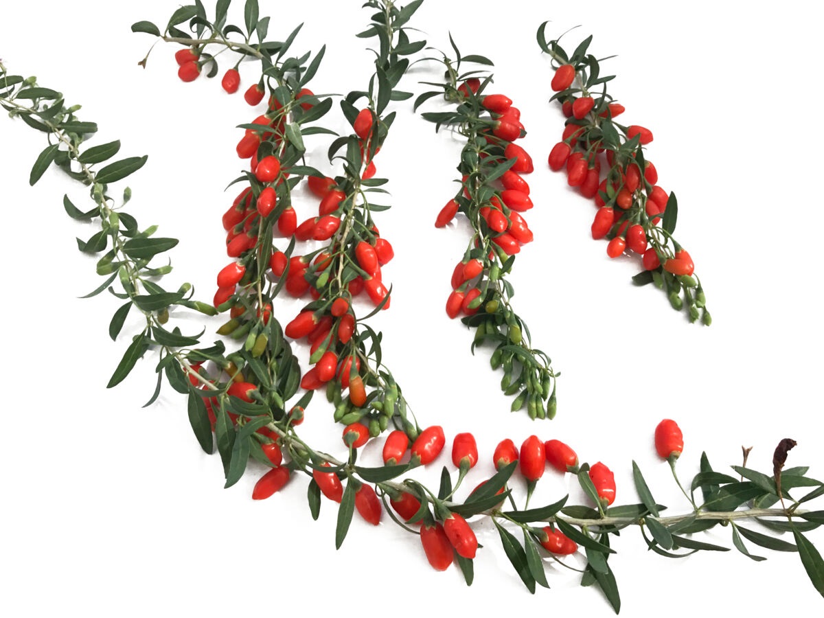 gojibes - superfood - Lycium barbarum 'Princess Tao'