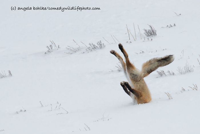 WINNER of The Nikon Creatures of the Land Category, and OVERALL WINNER 2016 ‘A tough day at the office’ © Angela Bohlke