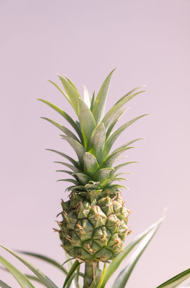 ananasplant