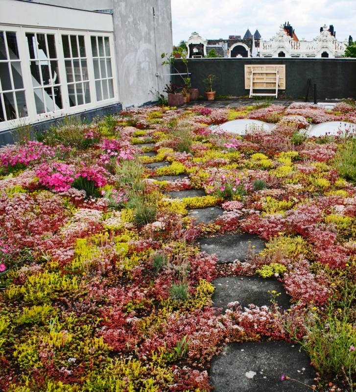 ecodak - groen - sedum - De Dakdokters