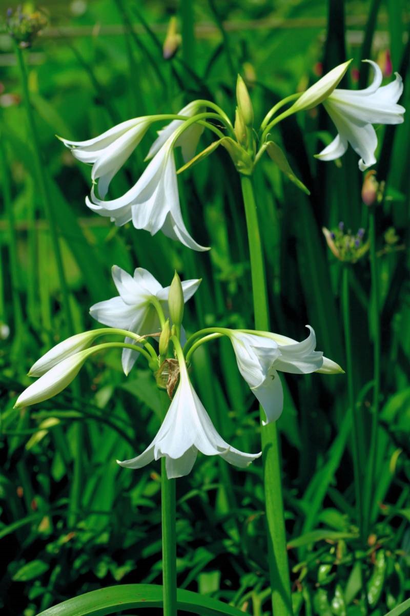haaklelie - Crinum x powellii - tropen