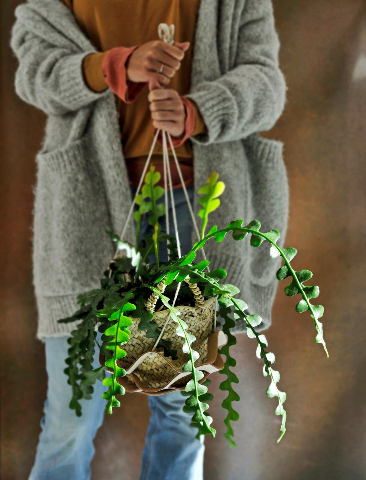 Zaagcactus