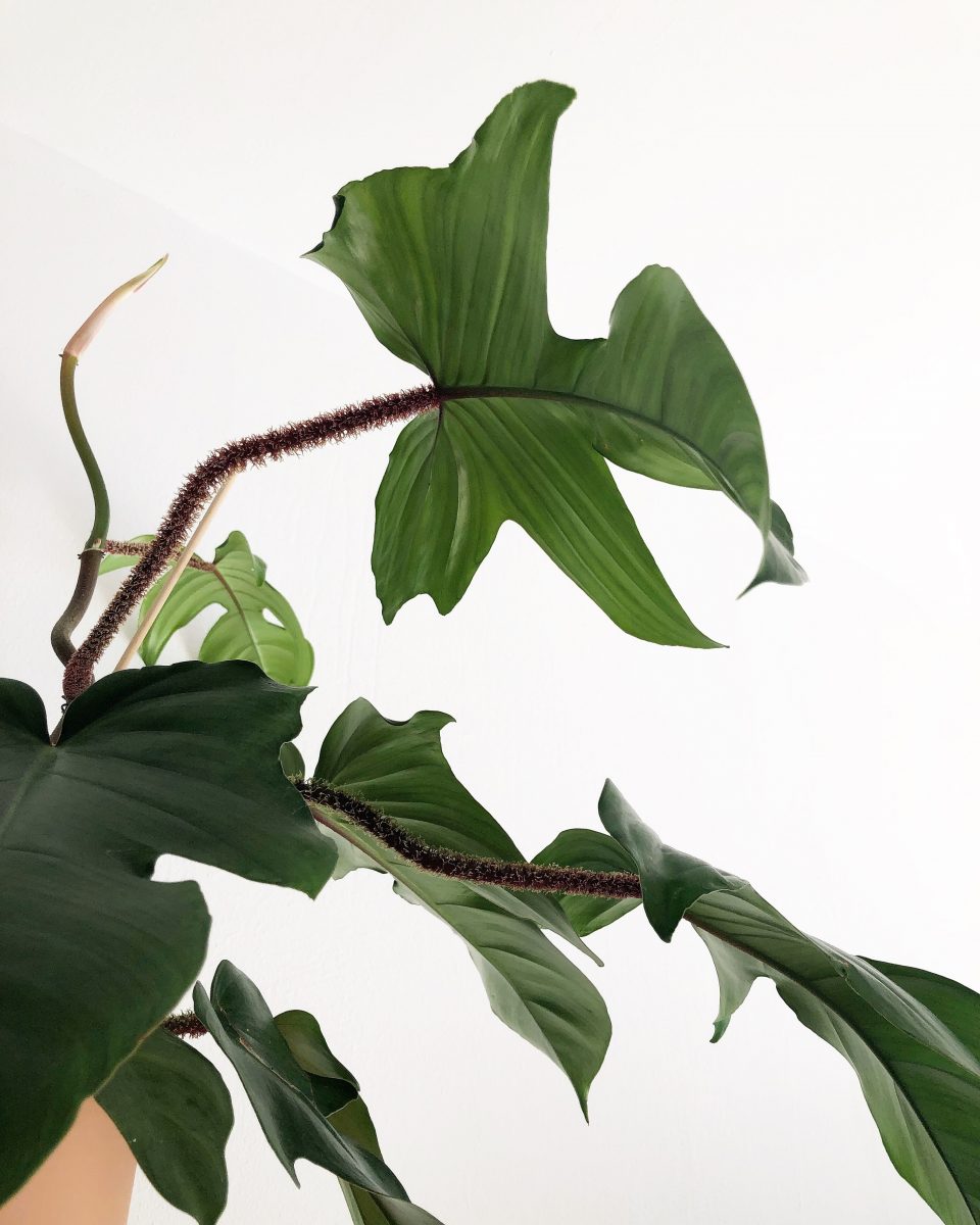 Philodendron Squamiferum