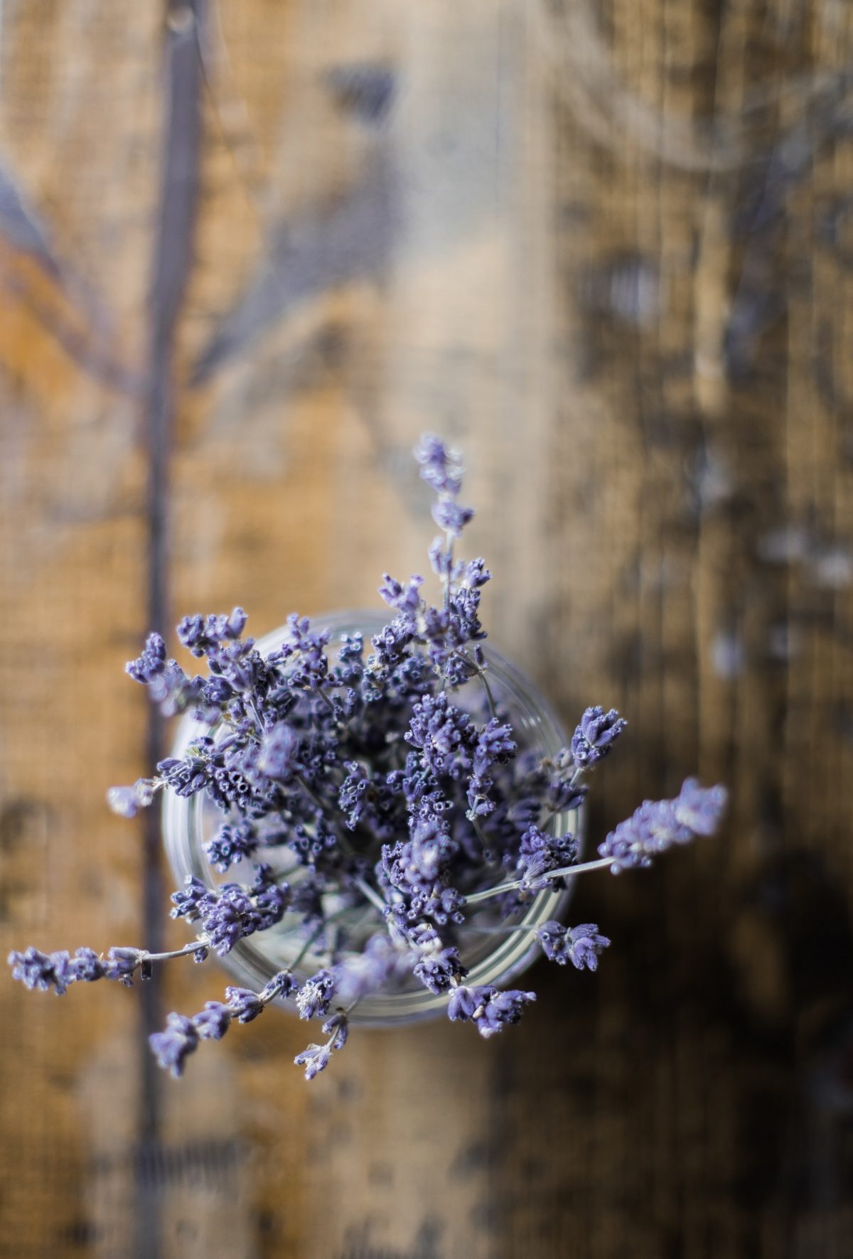 lavendel