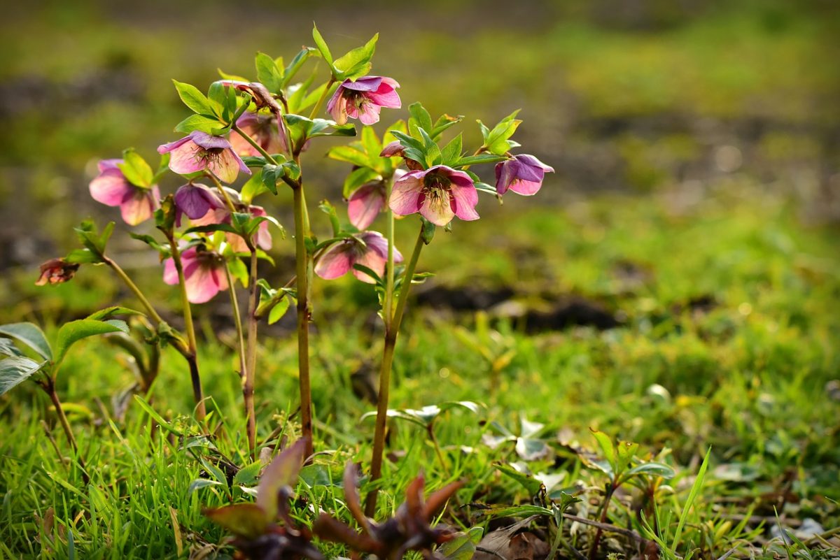 Helleborus