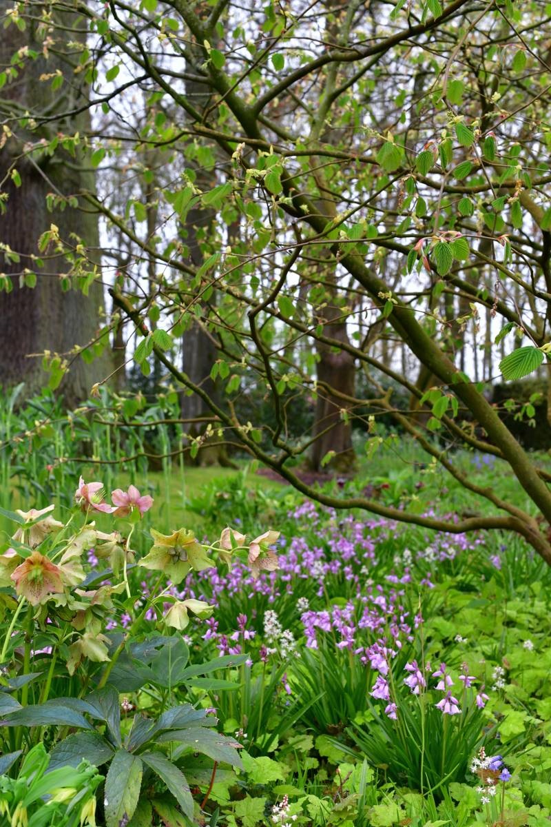 stinzenplanten - Helleborus - boshyacint - parktuin