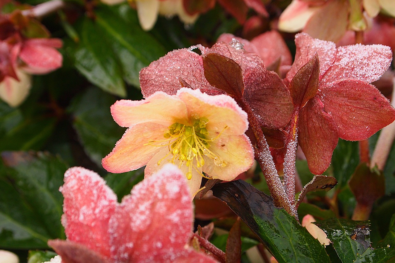 Helleborus