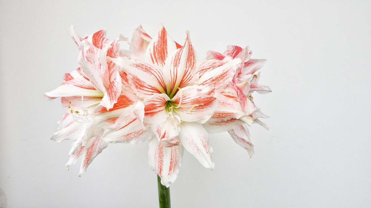 hippeastrum