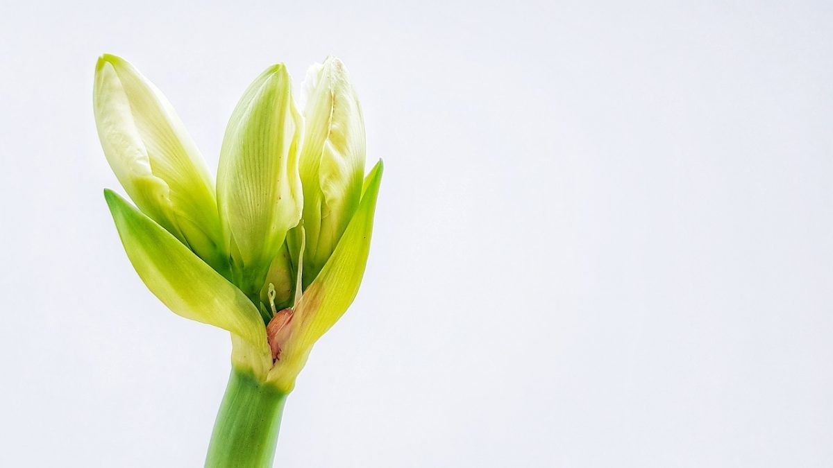 hippeastrum
