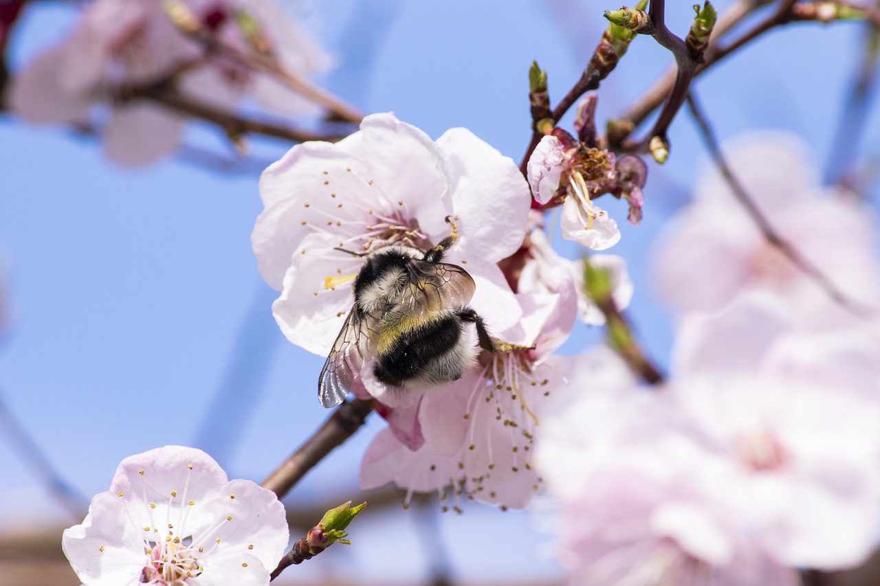 hommel in kersenbloesem