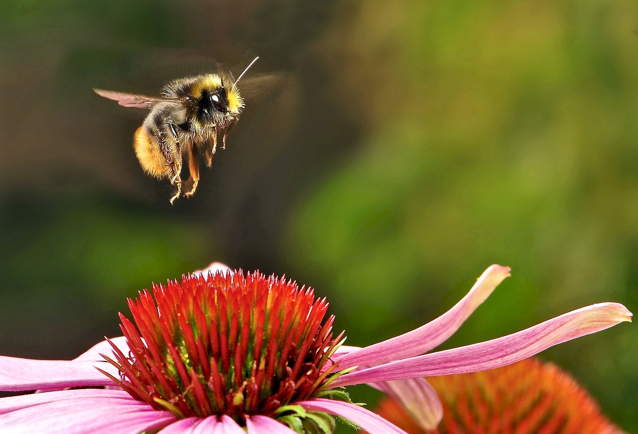 hommel