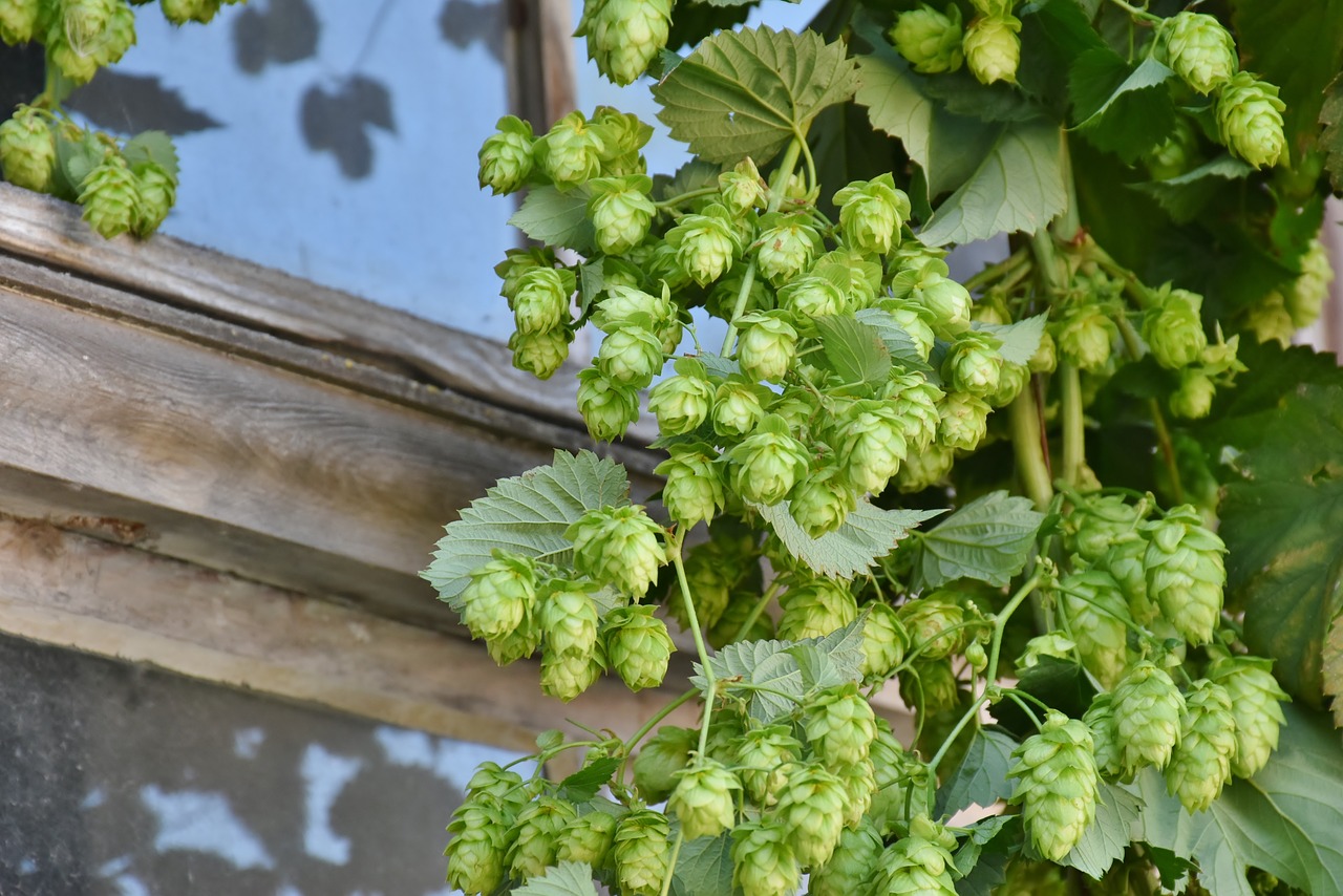 hop