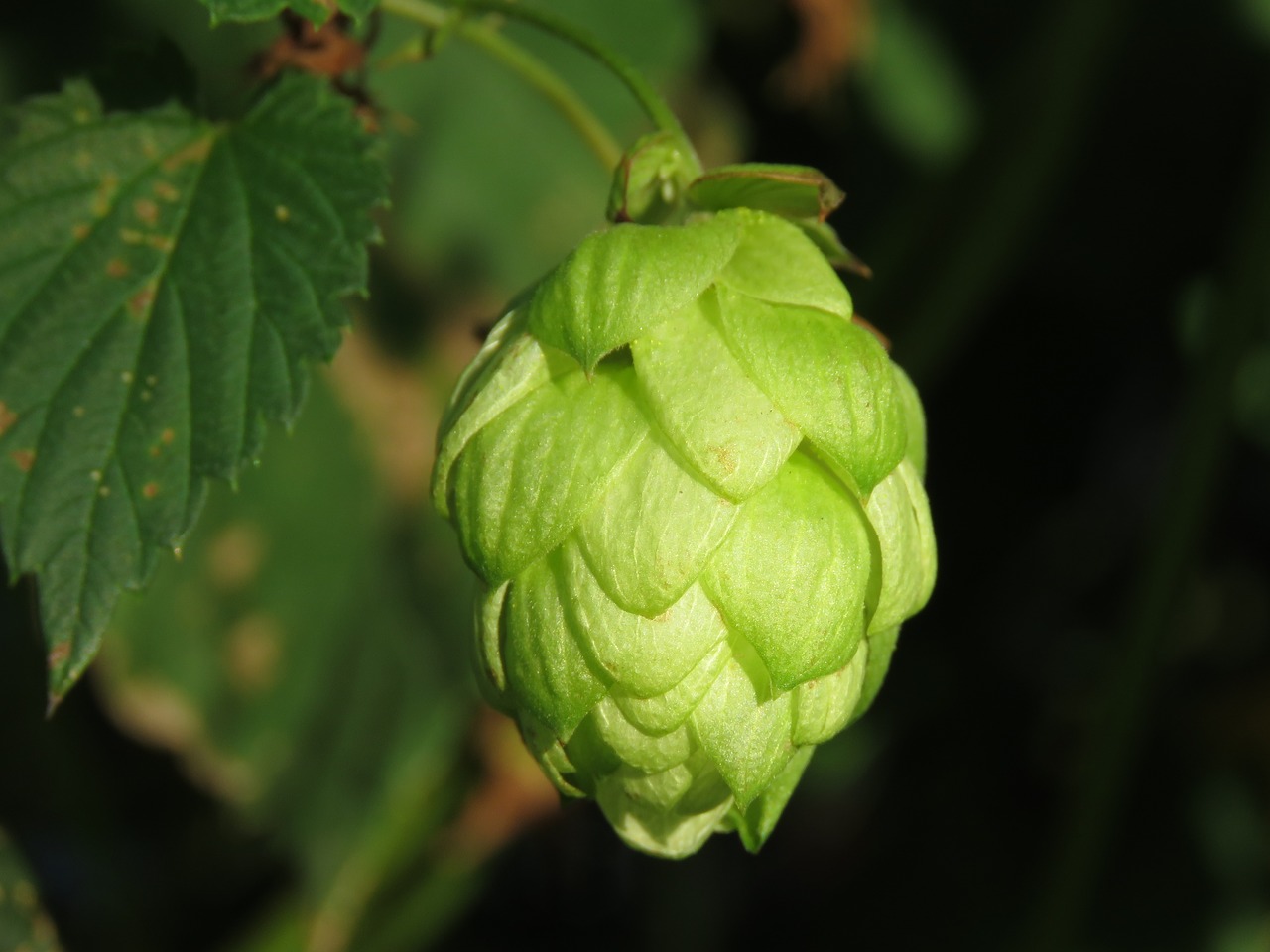 hopbel