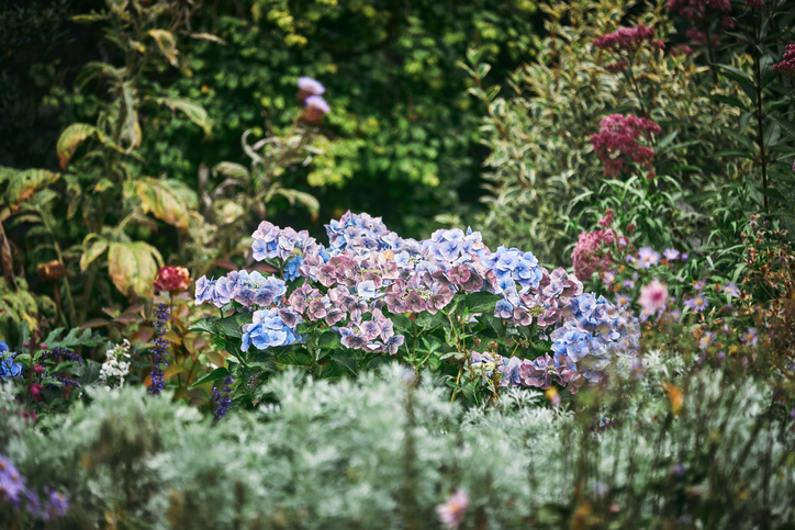 paarse hortensia - Hydrangea - hortensia in de herfst