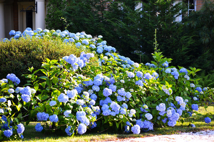 hortensia stekken - tuinklusjes juli