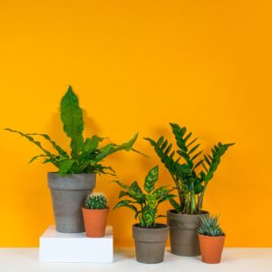 Hortus