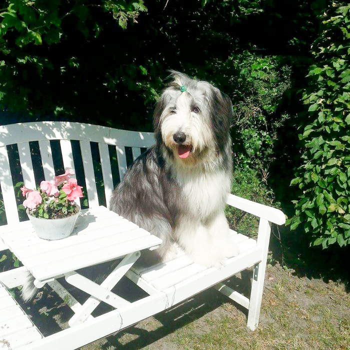 huisdier-1-fb